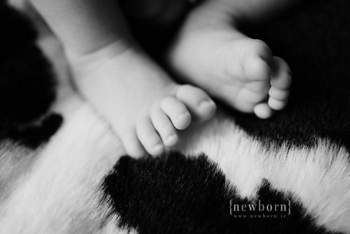 Newborn Photography Ireland: Cow Print